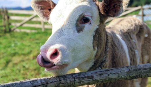 【ハワイの歯医者】歯の骨移植　必ず知っておくこと！移植する骨の種類